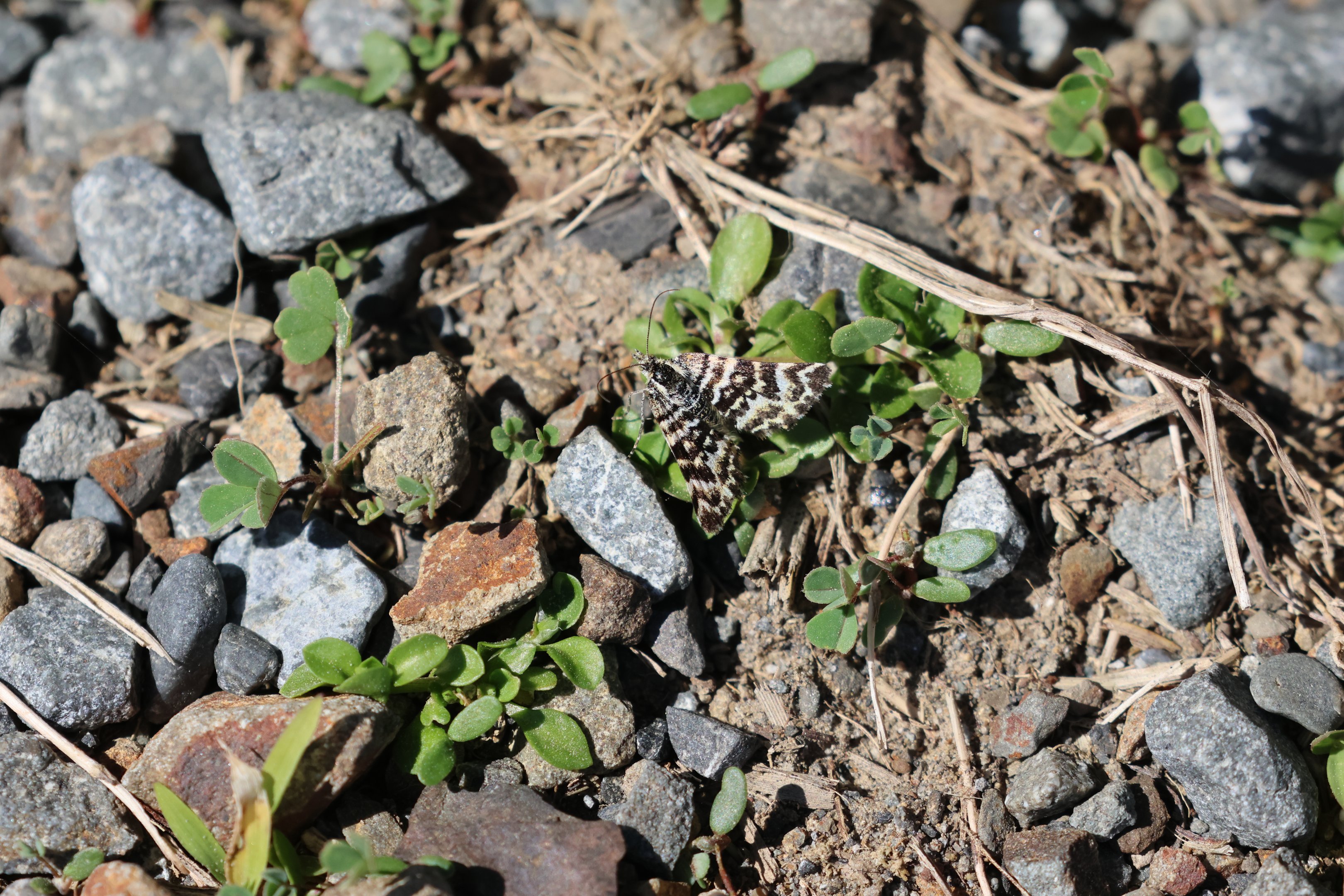 Yellow-underwing Moth (Notoreas sp.), Pencarrow Coast Road (Lower Hutt, Wellington)