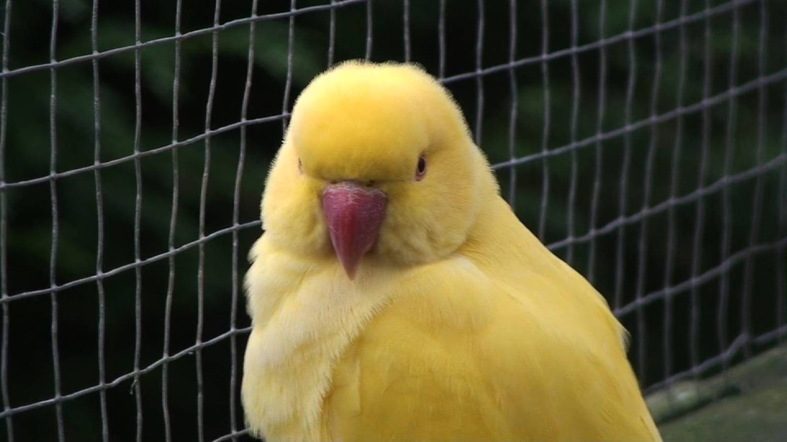 Yellow variant Ring necked Parakeet