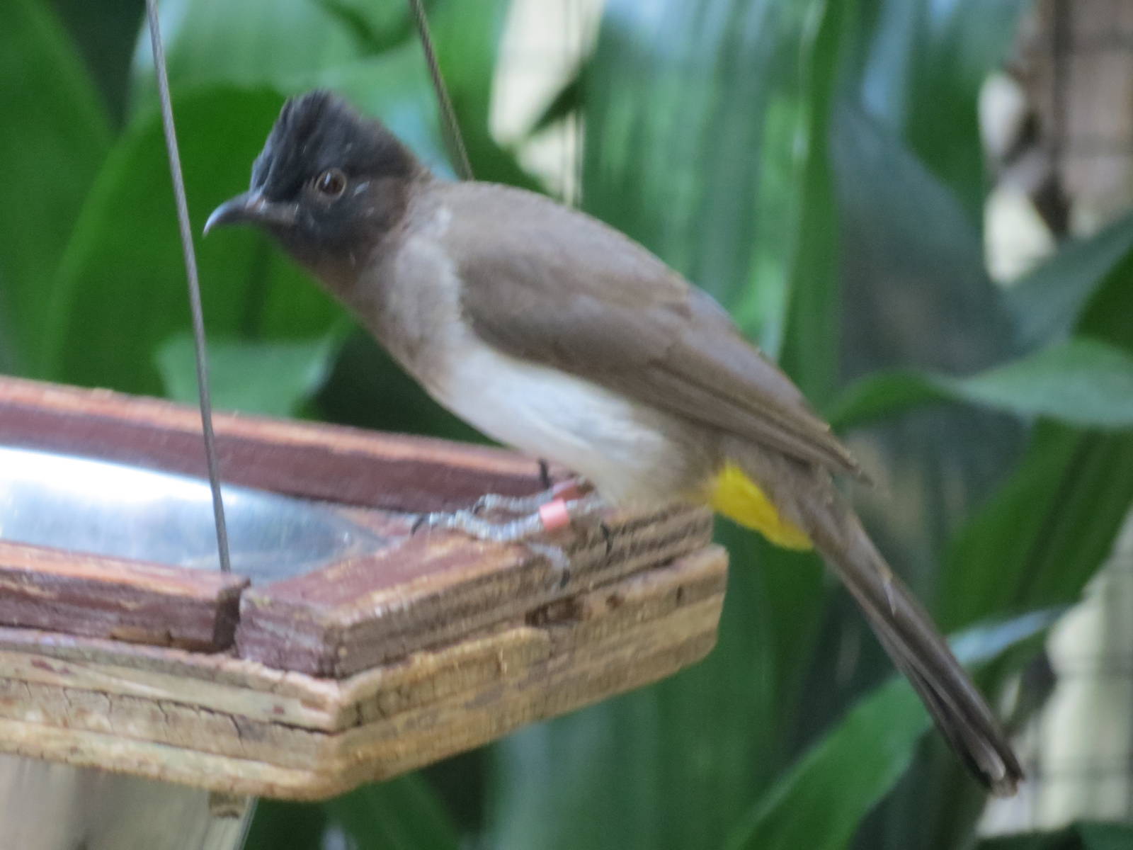 Yellow-vented Bulbil