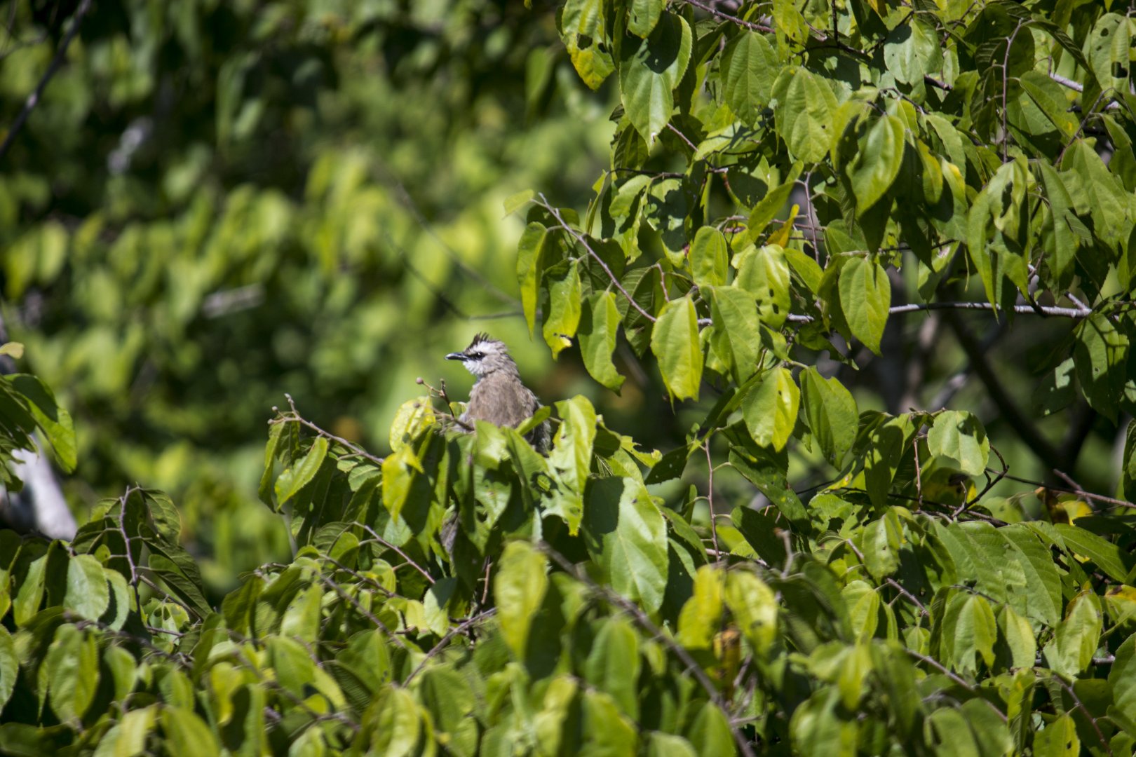 Yellow-vented bulbul, Pycnonotus goiavier analis