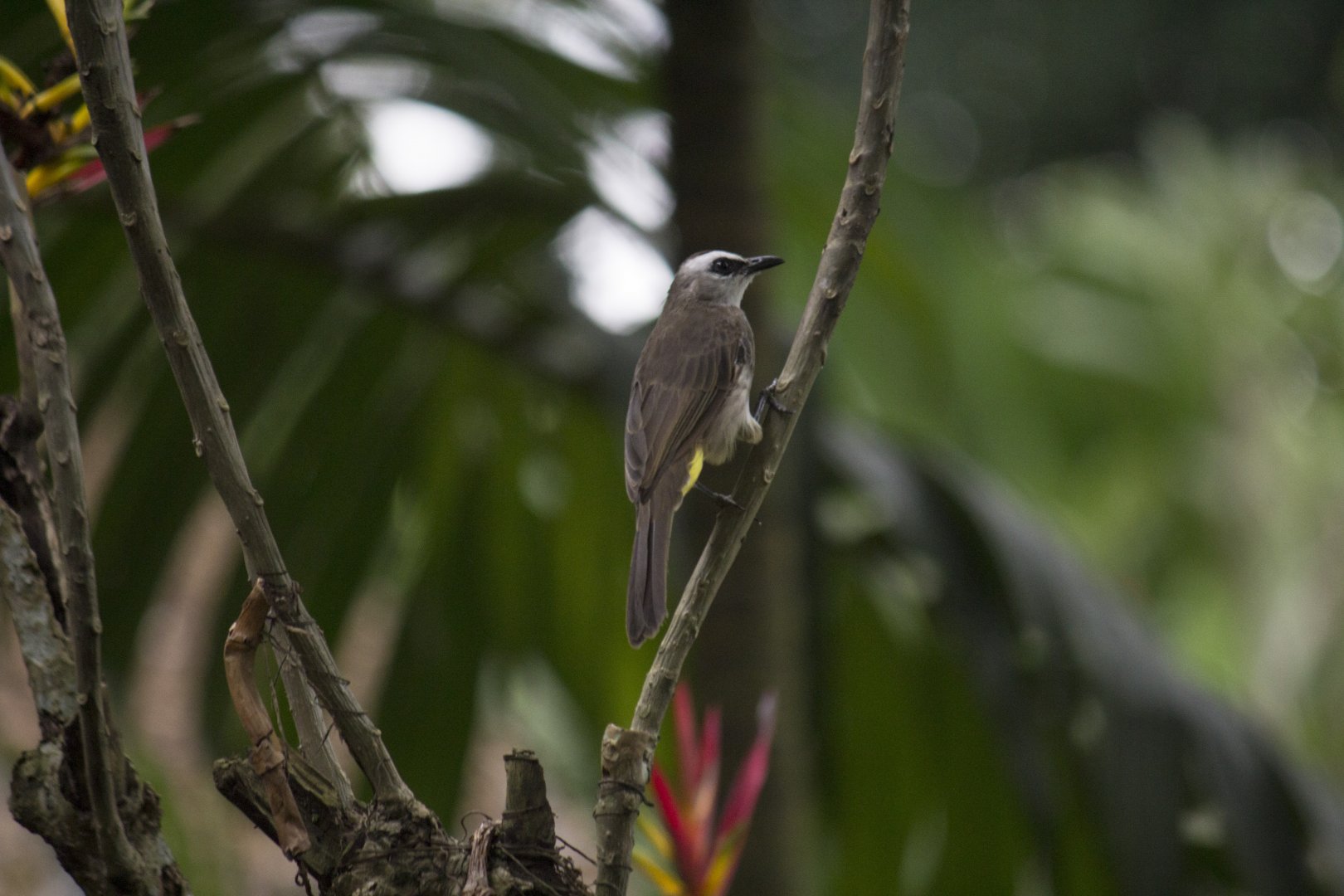 Yellow-vented bulbul, Pycnonotus goiavier personatus