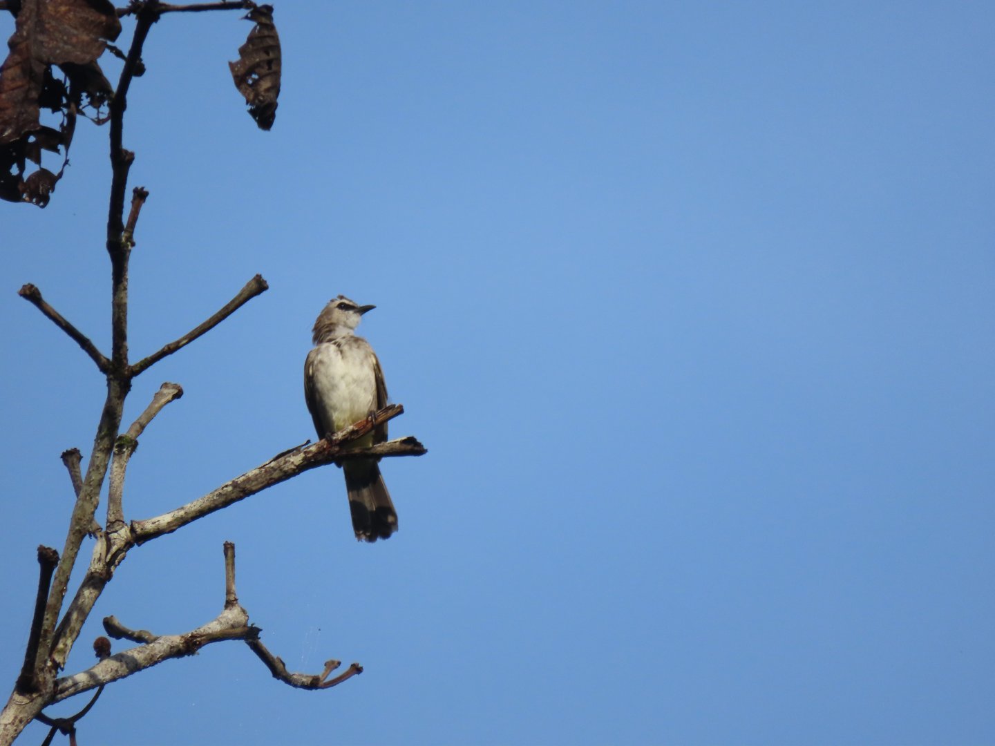 Yellow-vented bulbul (Pycnonotus goiavier)