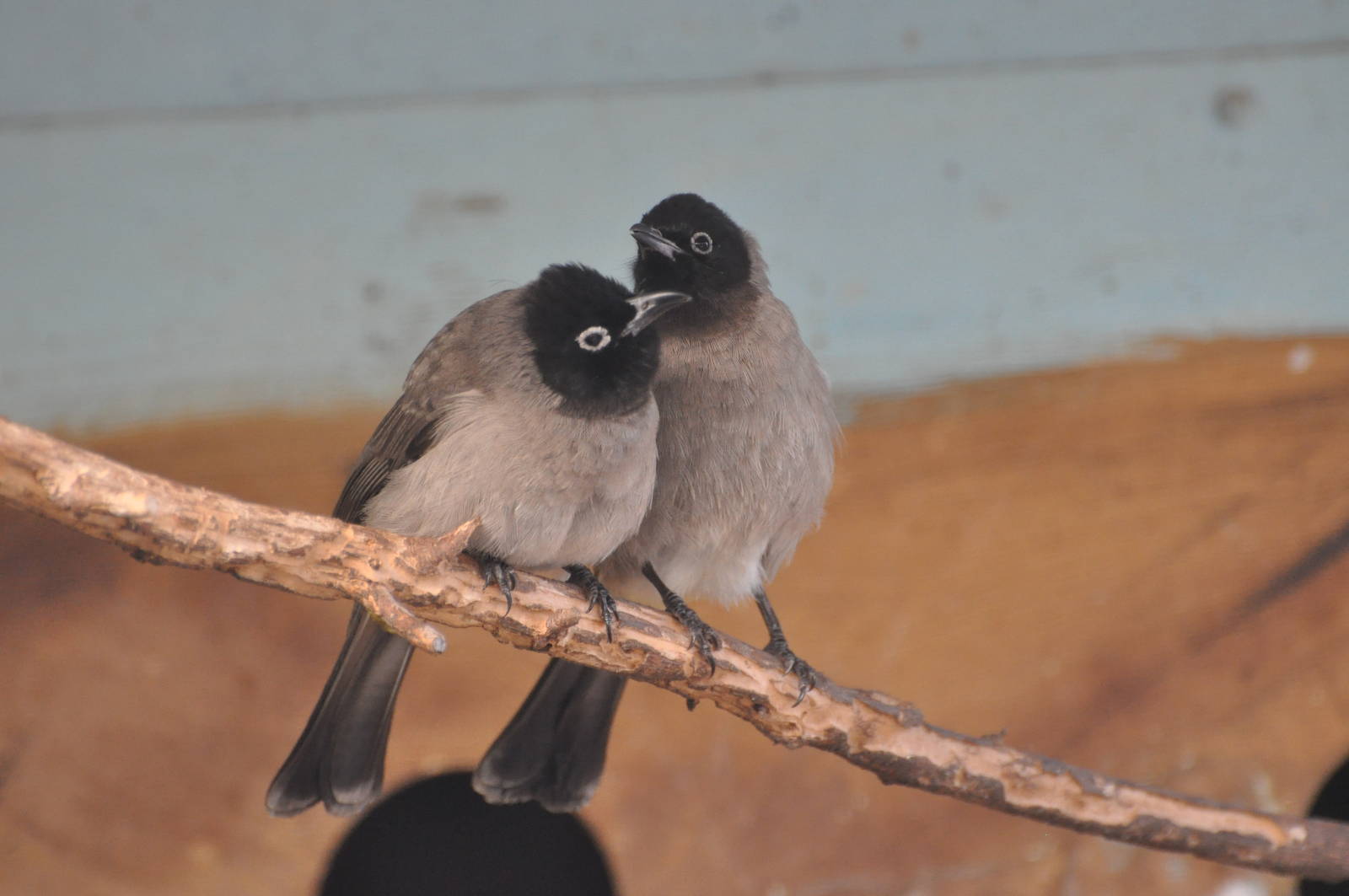 Yellow-vented bulbul/ Pycnonotus xanthopygos