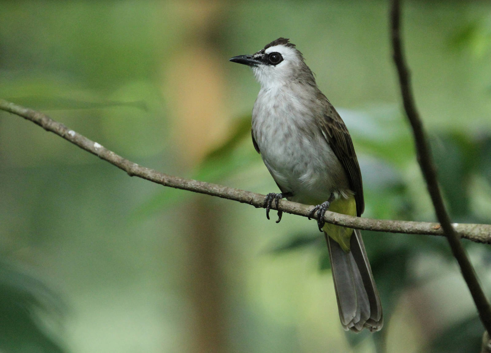 Yellow-vented Bulbul