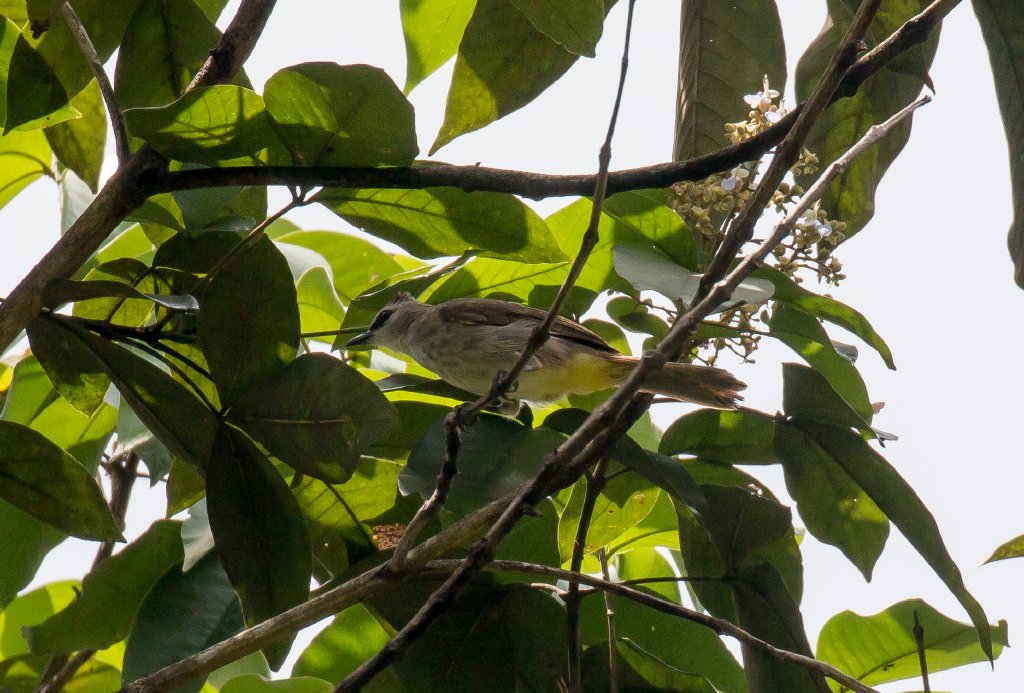 Yellow-vented Bulbul
