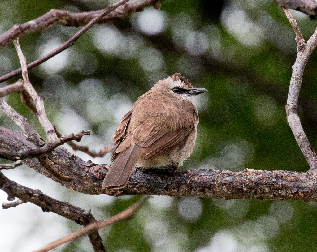 Yellow-vented Bulbul