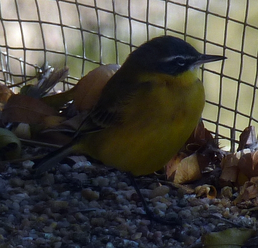 Yellow wagtail (Motacilla flava)