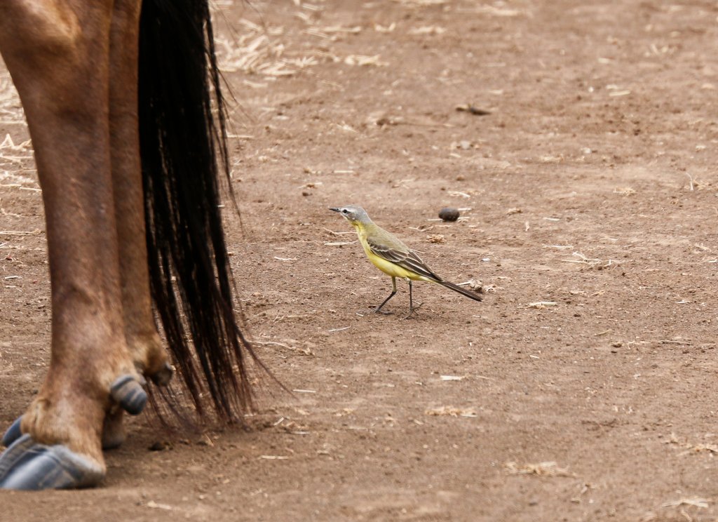 Yellow Wagtail