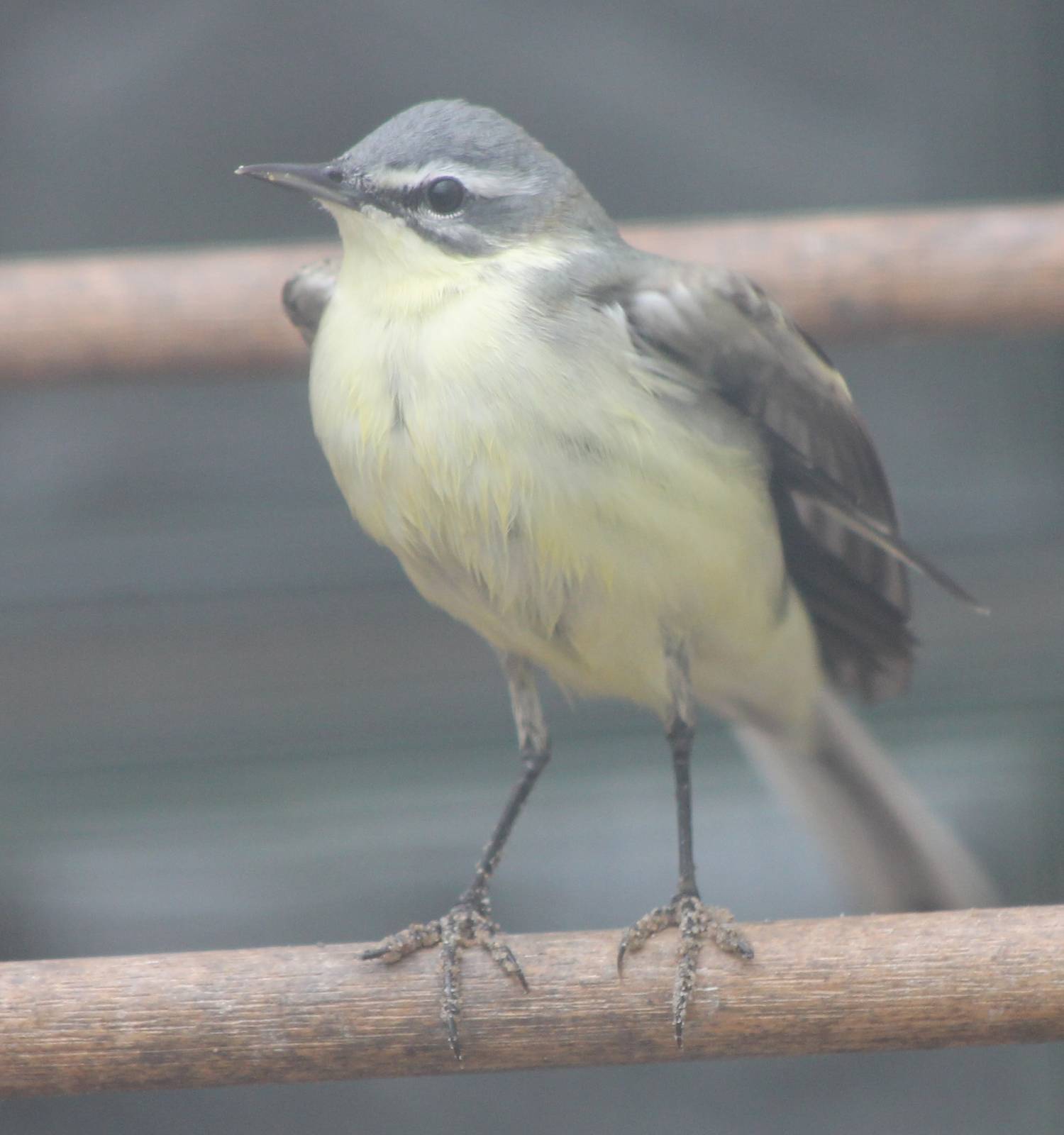 Yellow wagtail