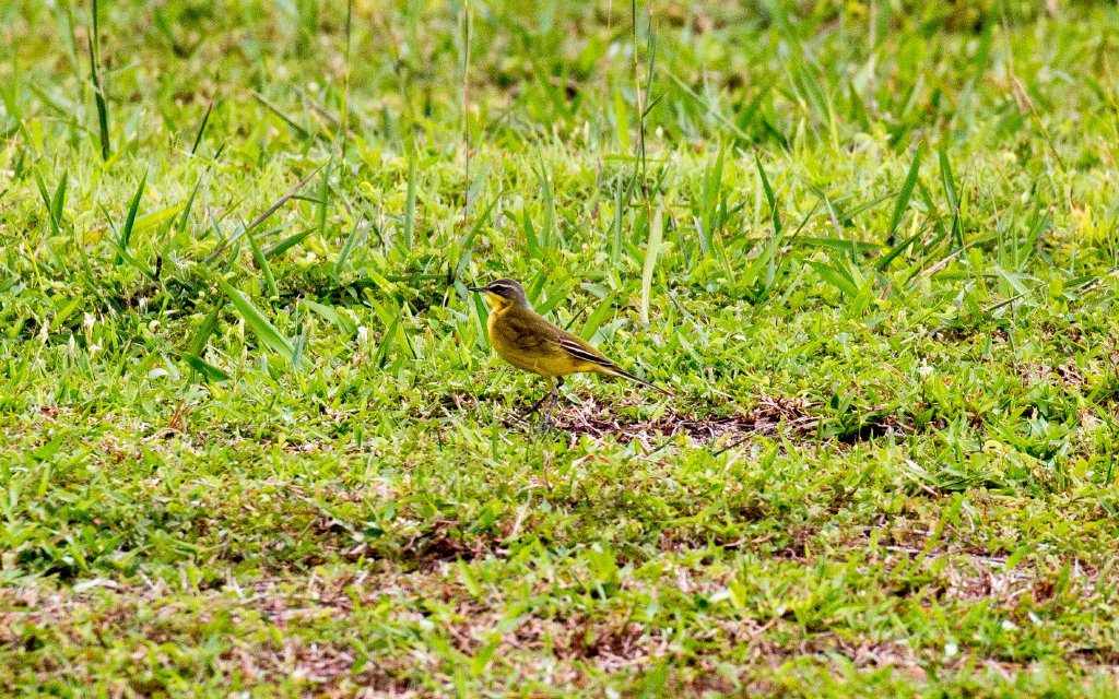 Yellow Wagtail