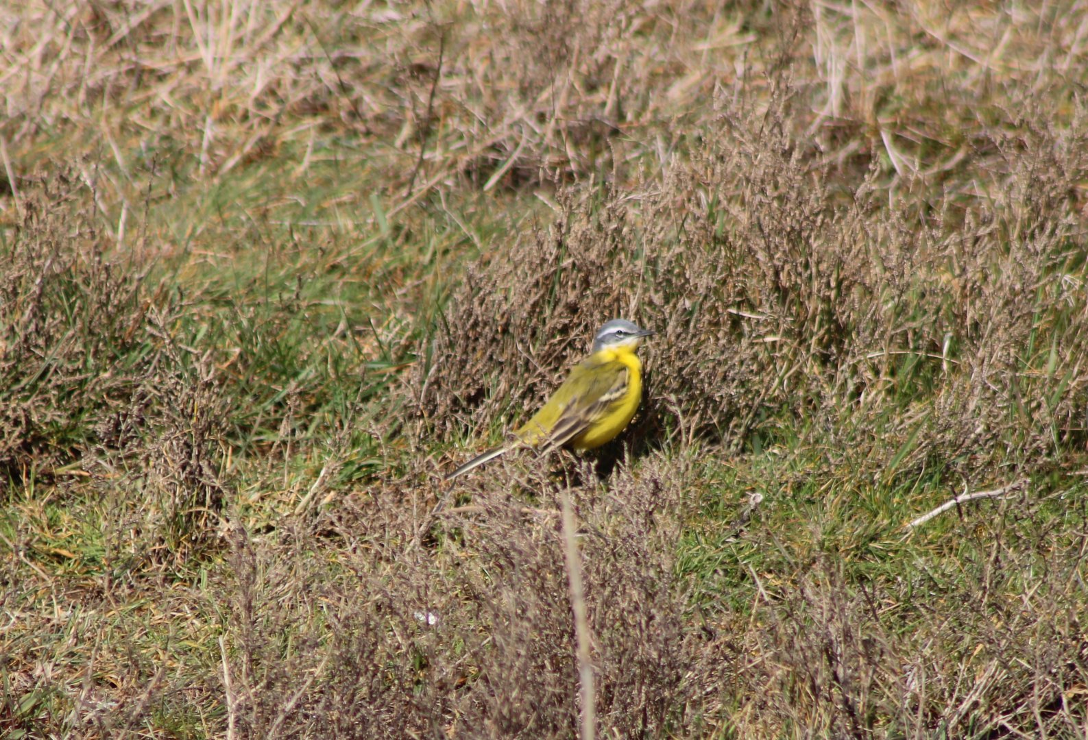 Yellow wagtail