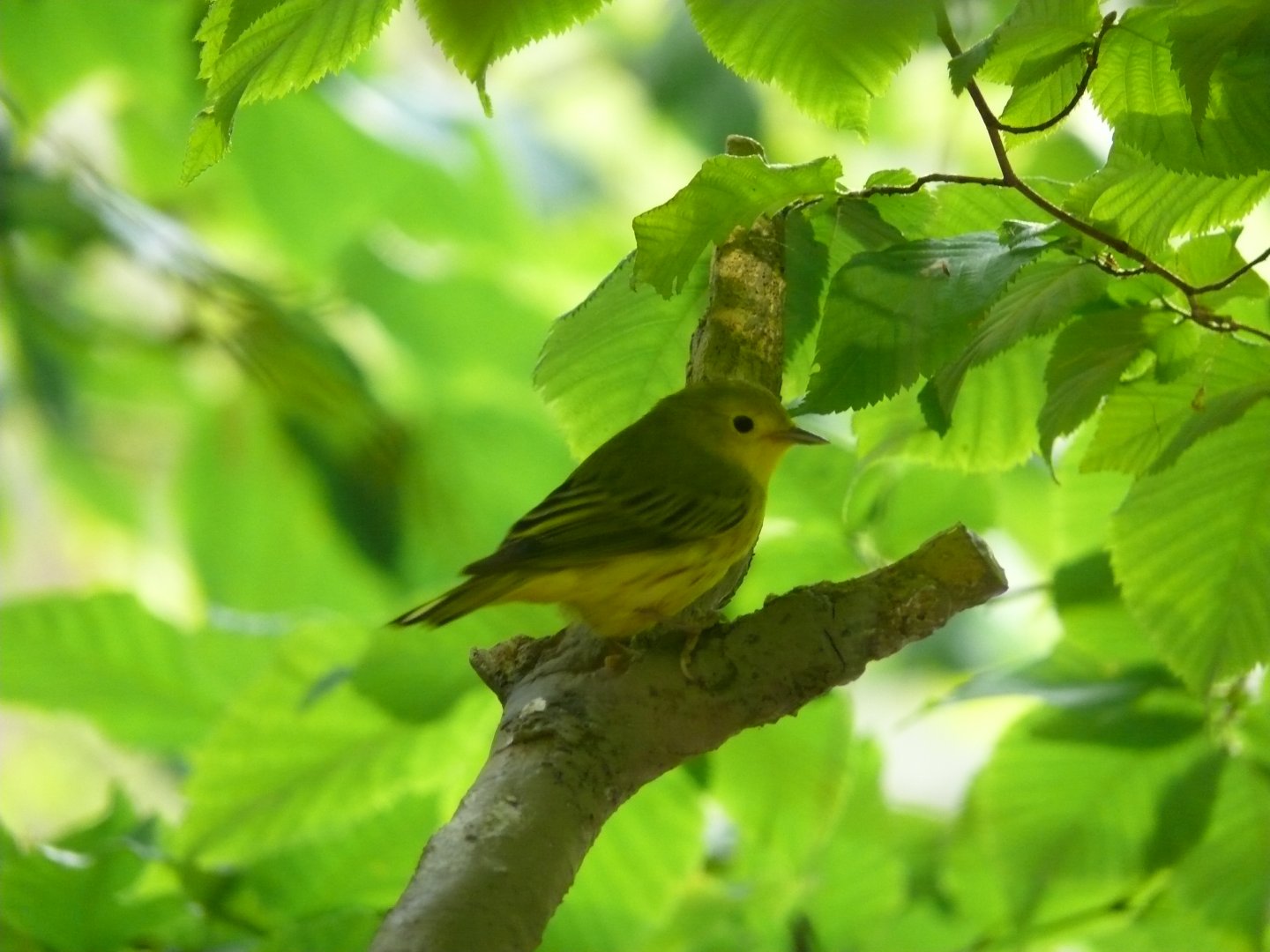 Yellow warbler - 03-09-2020