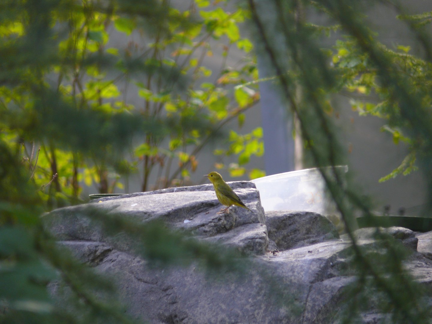 Yellow warbler - 03-09-2020