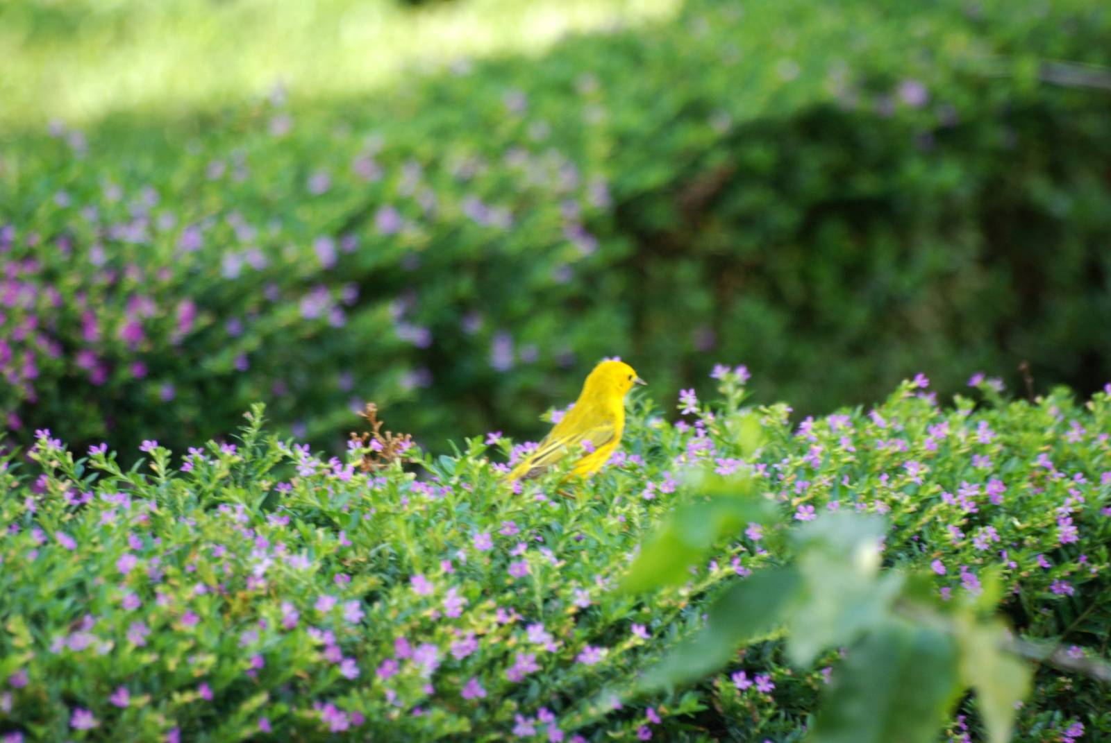 Yellow Warbler in La Fortuna, 17/04/14