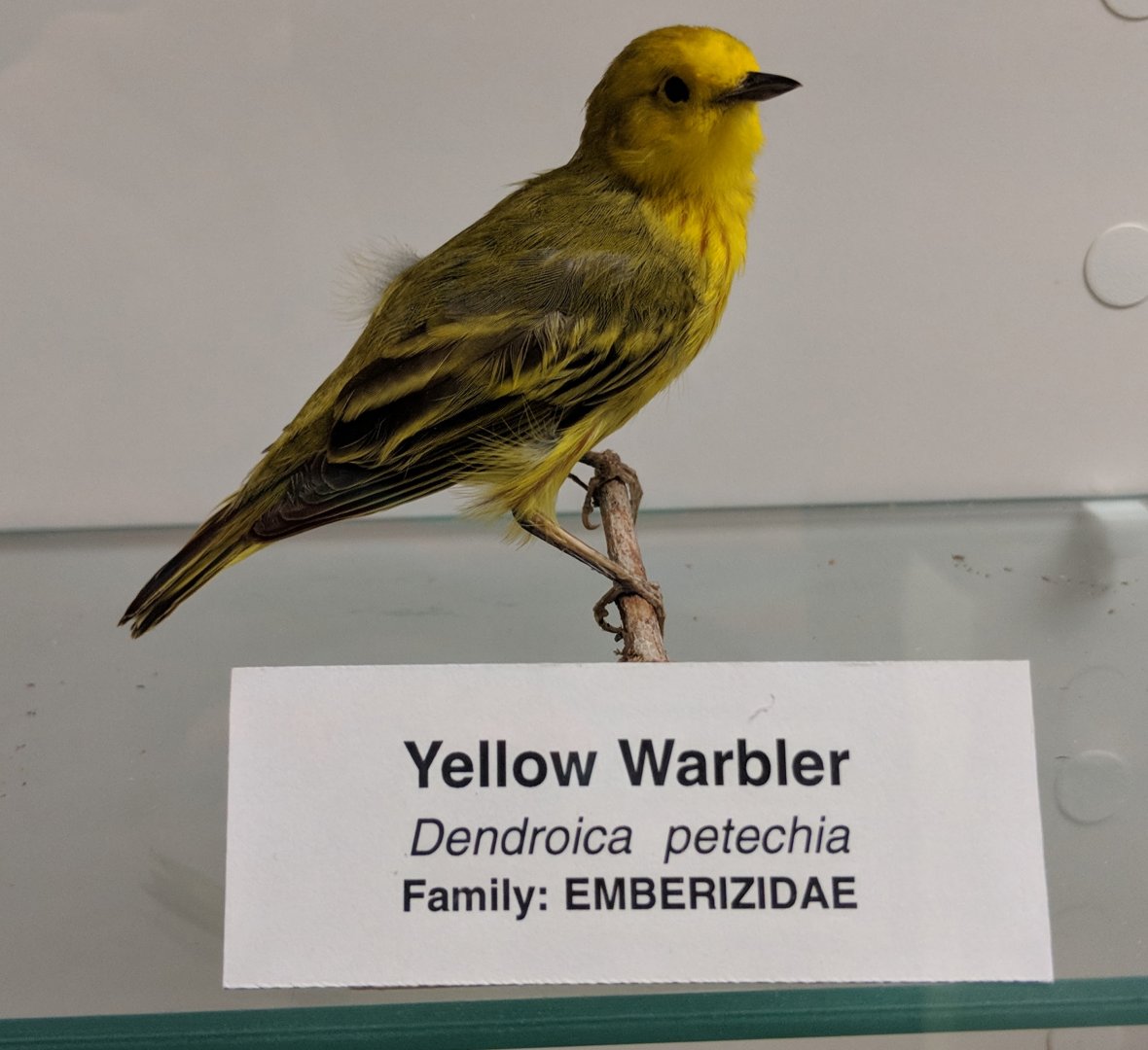 Yellow warbler (Setophaga petechia)