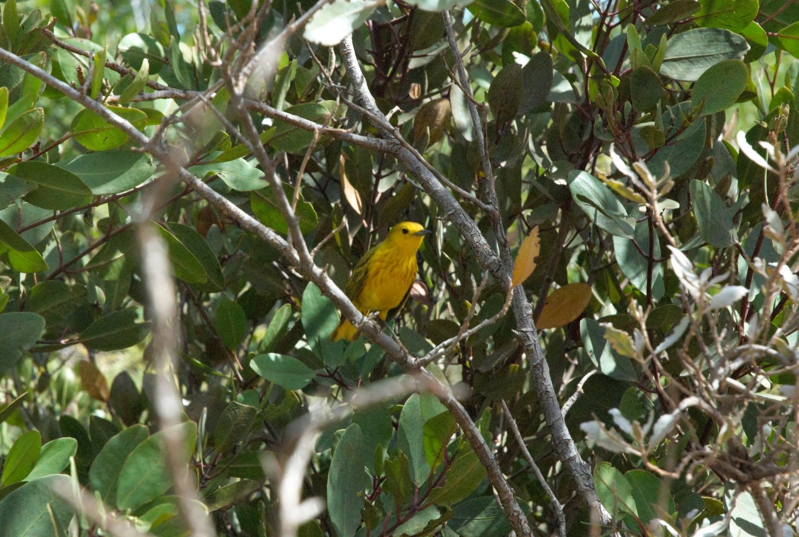 Yellow Warbler (Setophaga petechia)