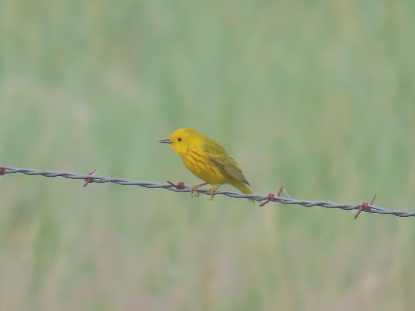 Yellow Warbler (Setophaga petechia)