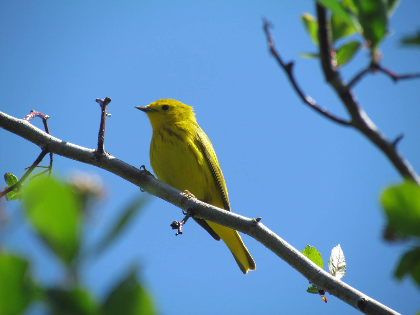 Yellow Warbler