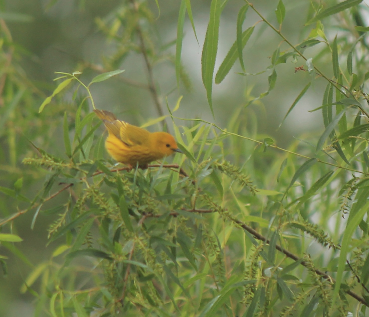 Yellow Warbler