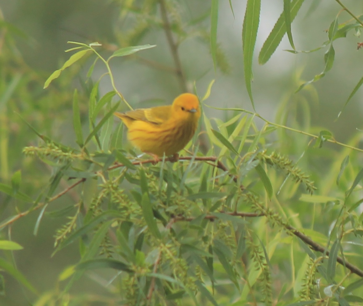 Yellow Warbler