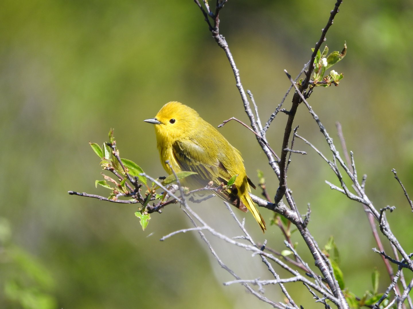 Yellow Warbler