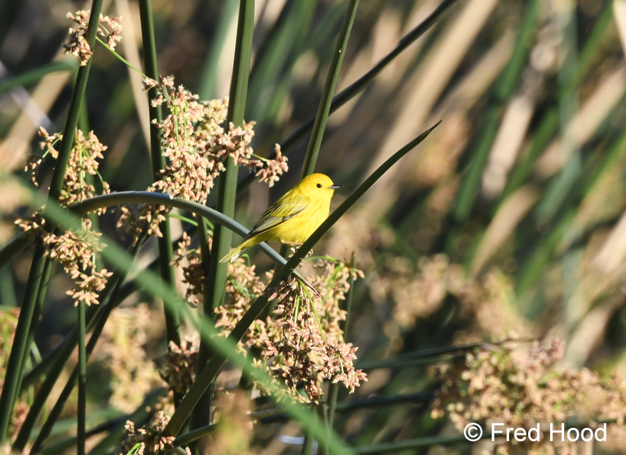 yellow warbler