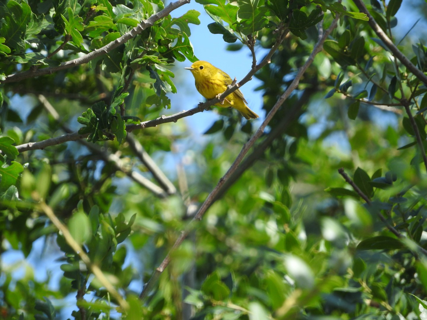 Yellow Warbler