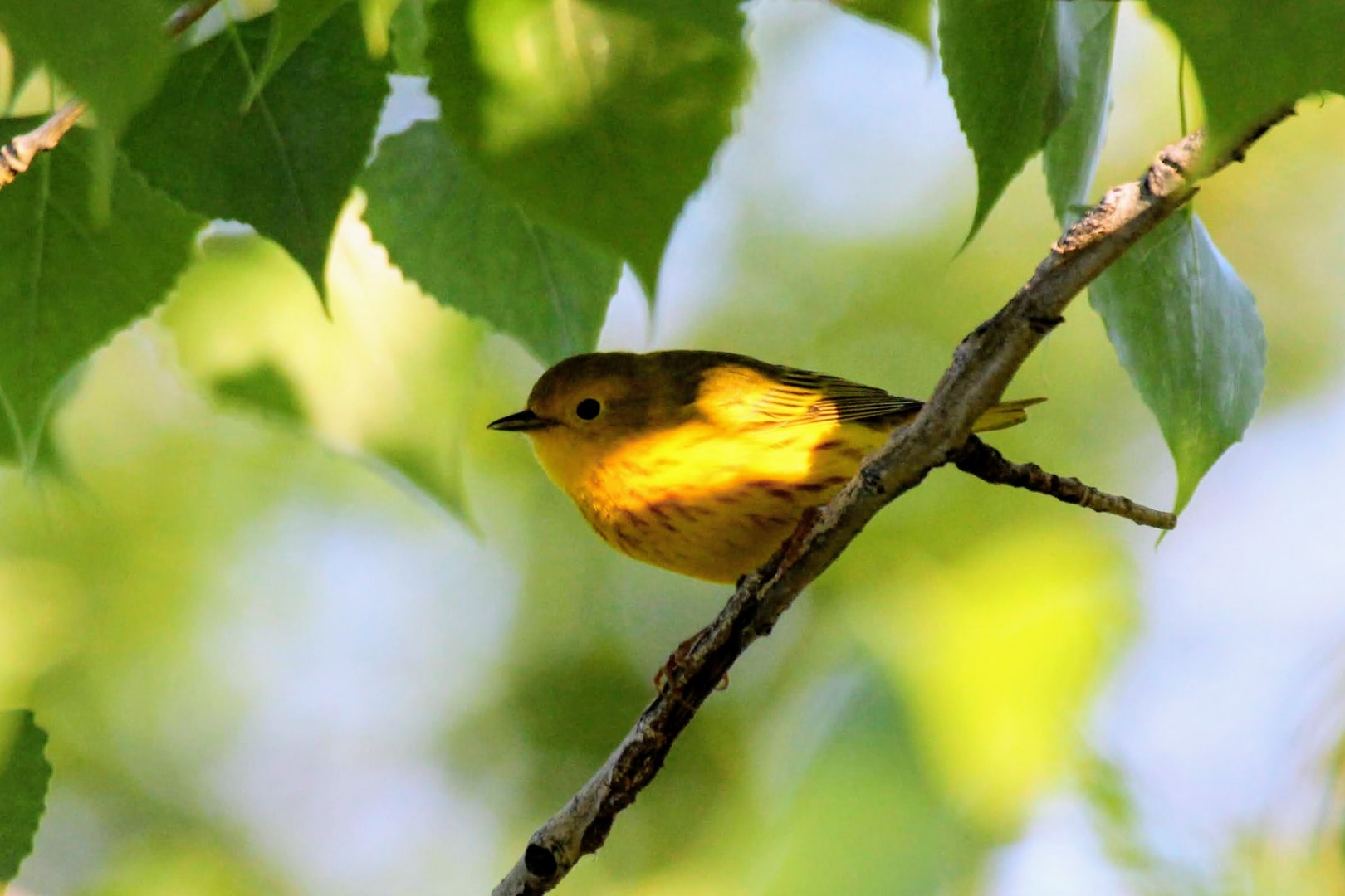 Yellow Warbler