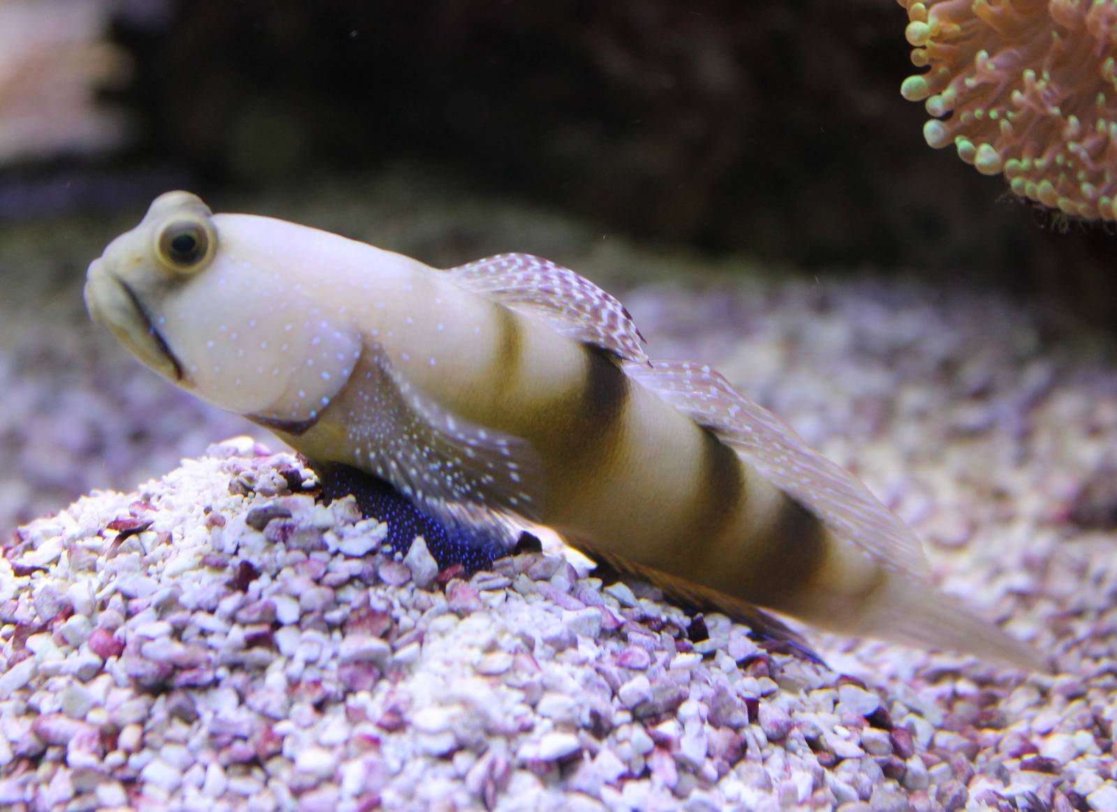 Yellow Watchman Goby