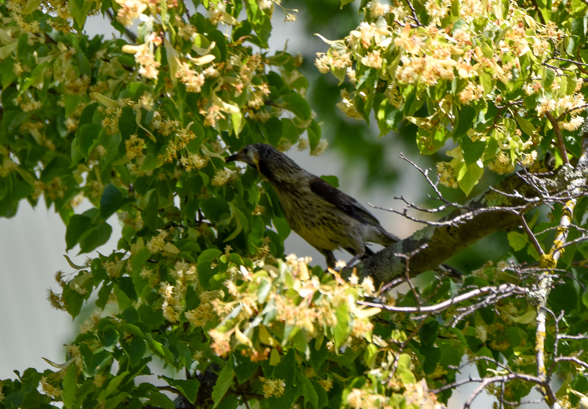 Yellow Wattlebird