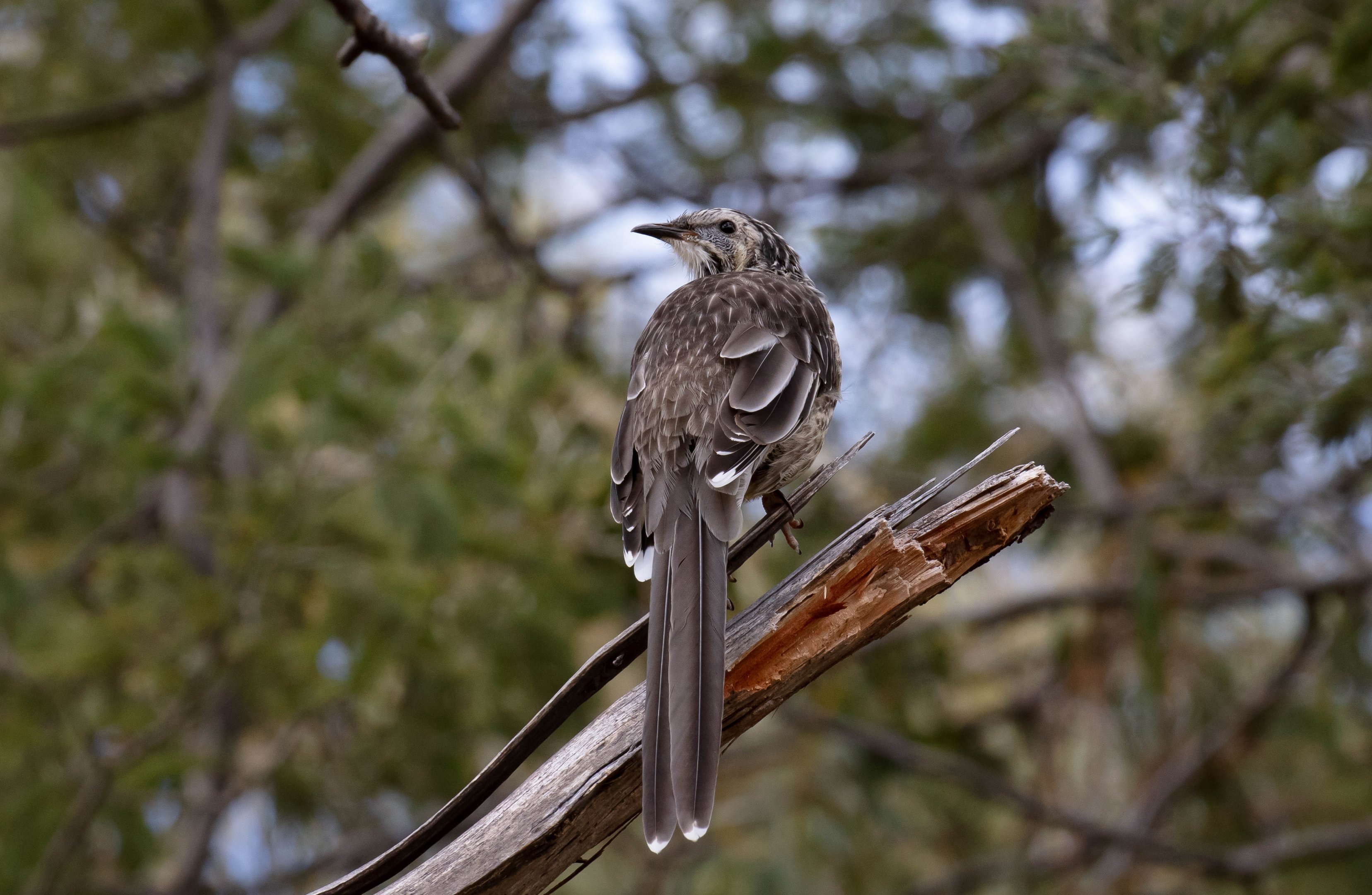 Yellow Wattlebird