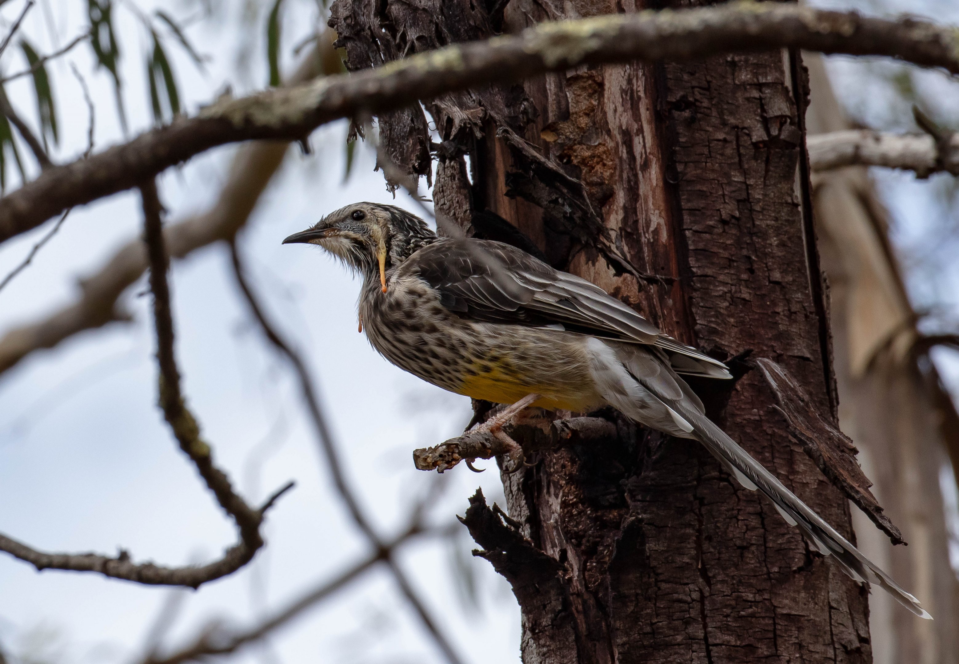Yellow Wattlebird