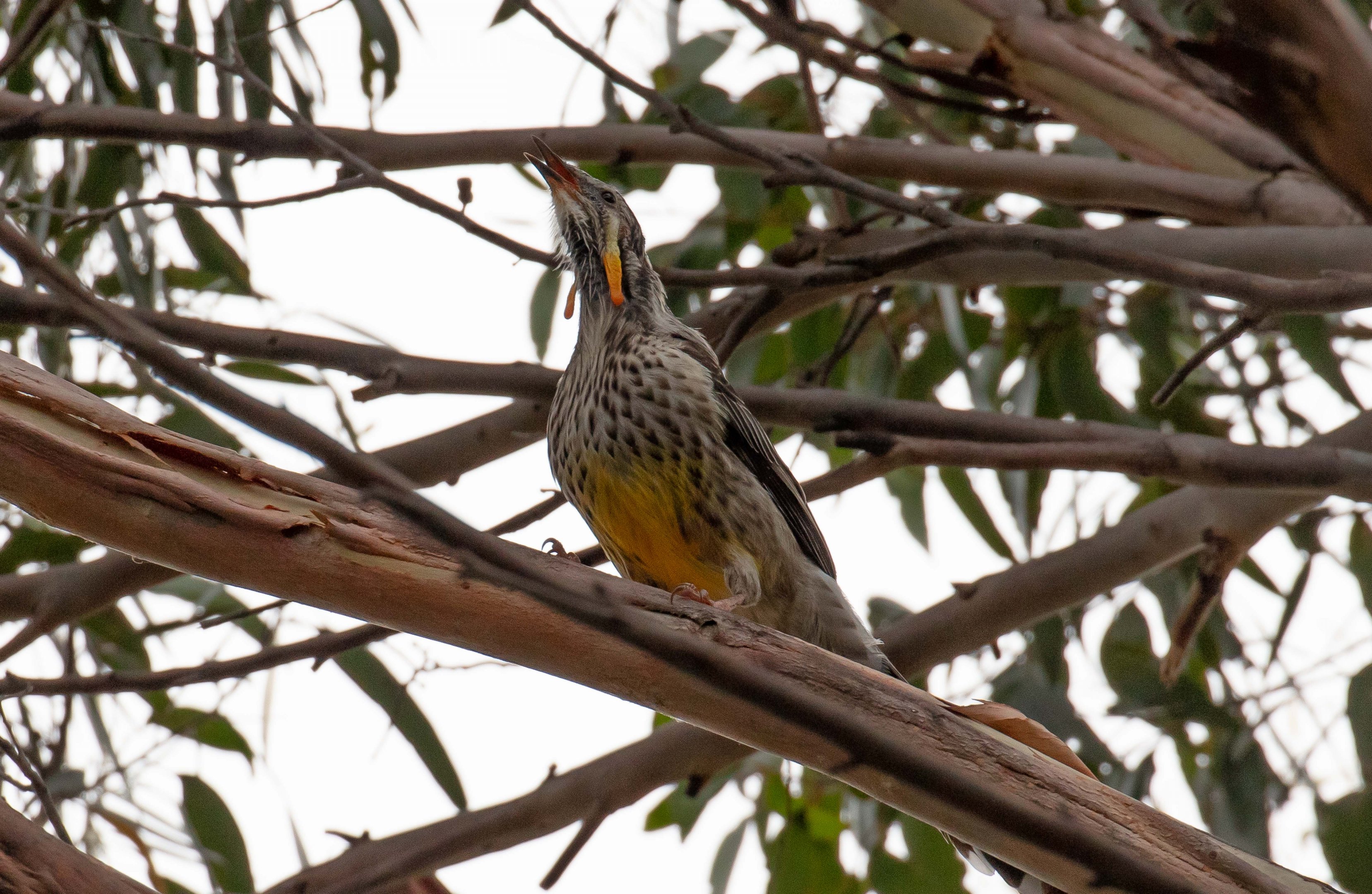 Yellow Wattlebird