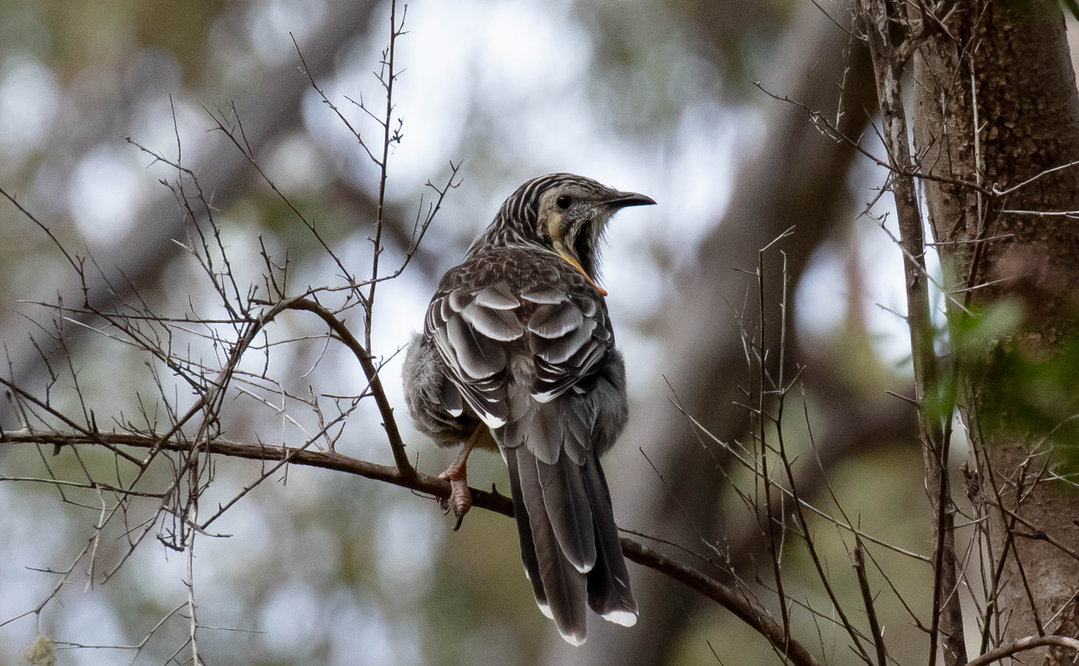 Yellow Wattlebird