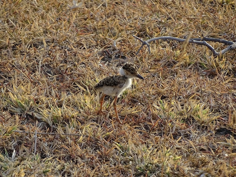 Yellow-wattled lapwing chick