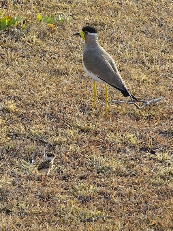 Yellow-wattled lapwing with chick