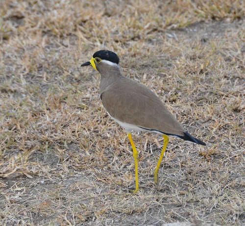 Yellow-wattled lapwing