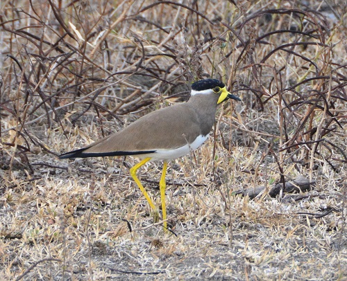 Yellow-wattled lapwing