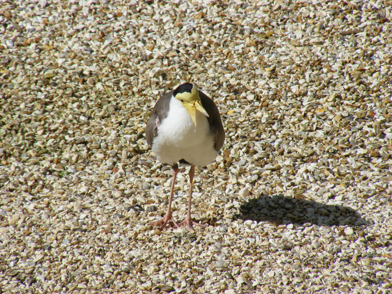 Yellow-wattled plover at Birdworld, 20 June 2010