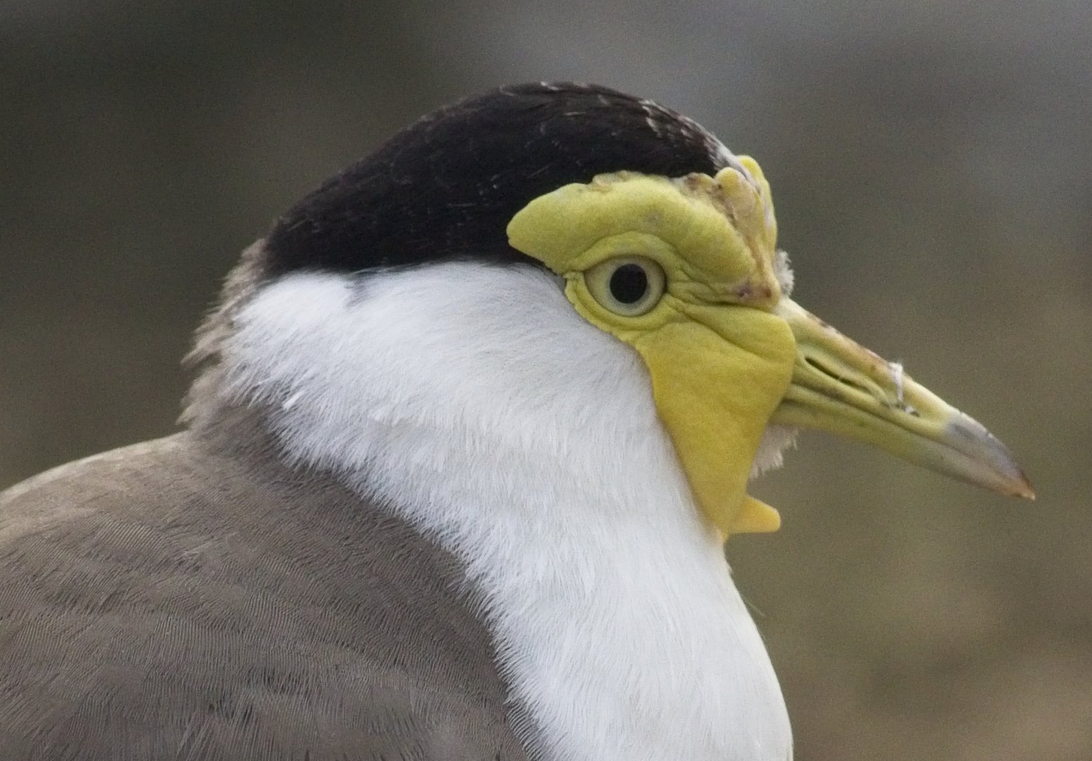 Yellow Wattled Plover