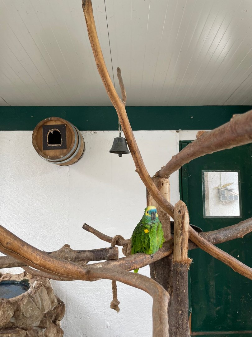 Yellow winged Amazon Aviary
