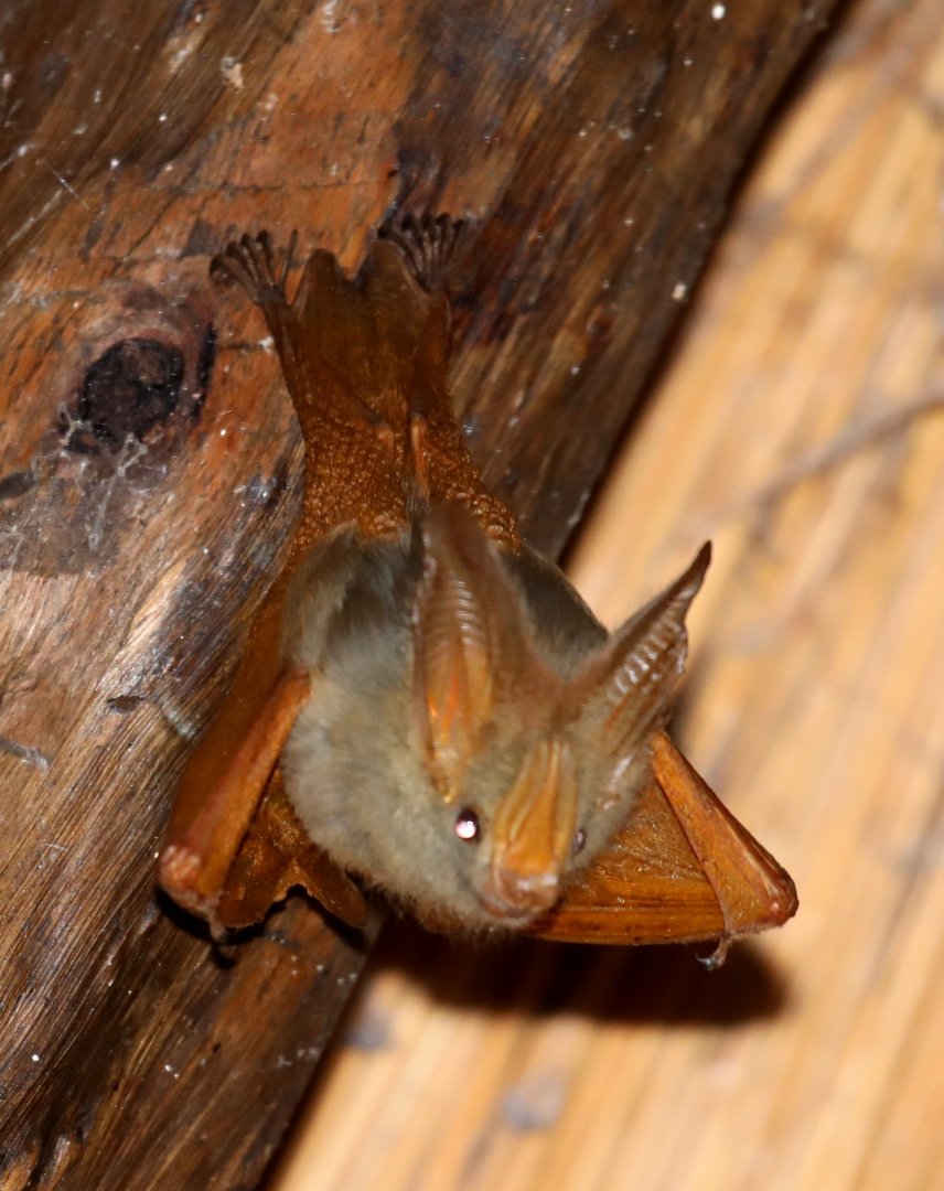 yellow-winged bat (Lavia frons)