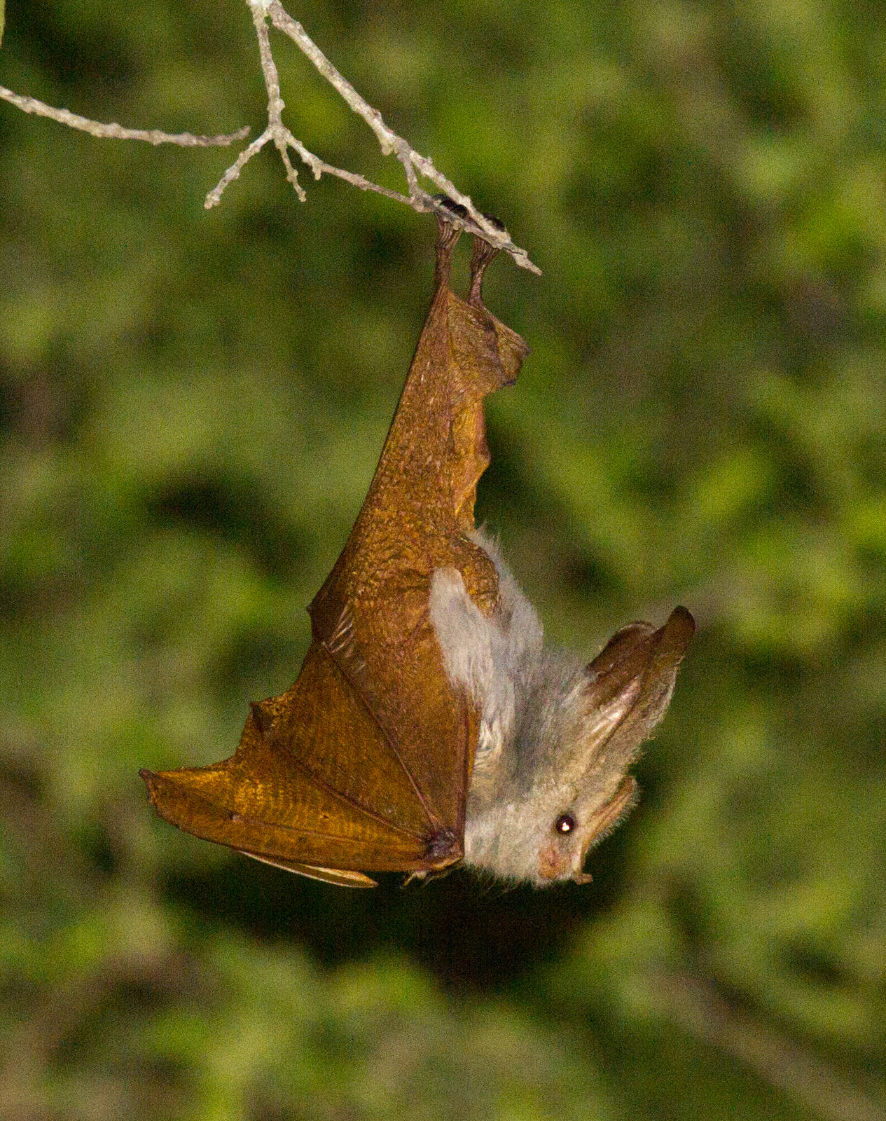Yellow-winged Bat