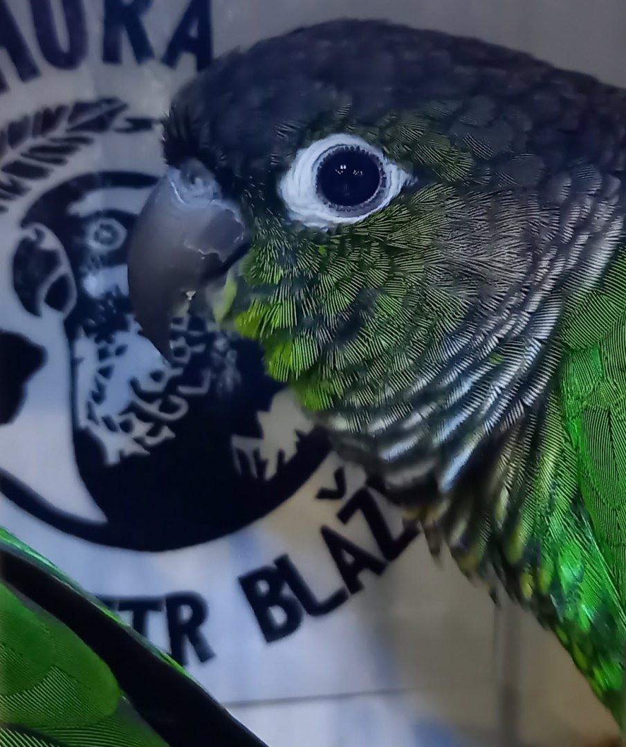 Yellow-winged green-cheeked conure - Pyrrhura molinea flavoptera