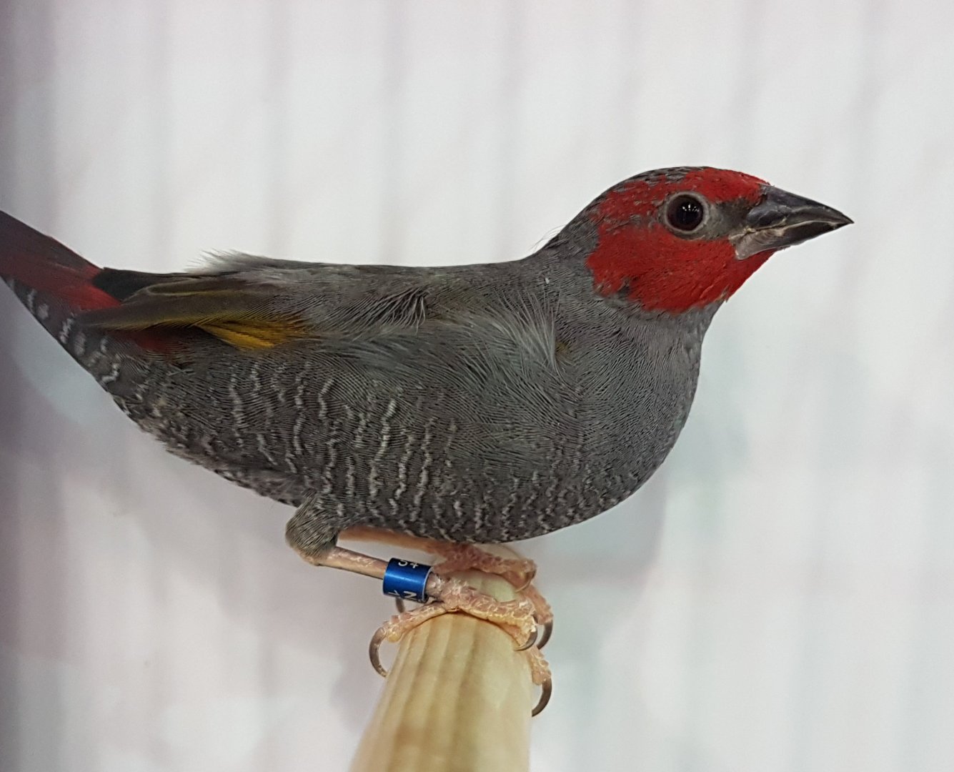 Yellow-winged pytilia - Pytilia hypogrammica