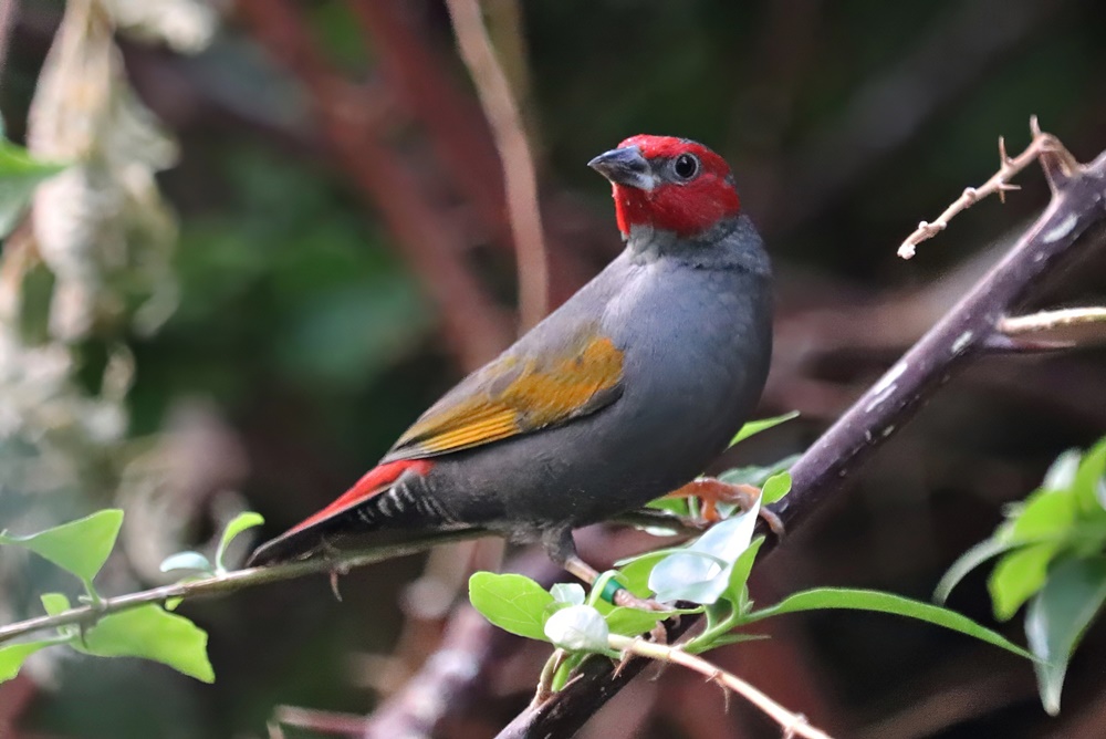 Yellow-winged pytilia (Pytilia hypogrammica)