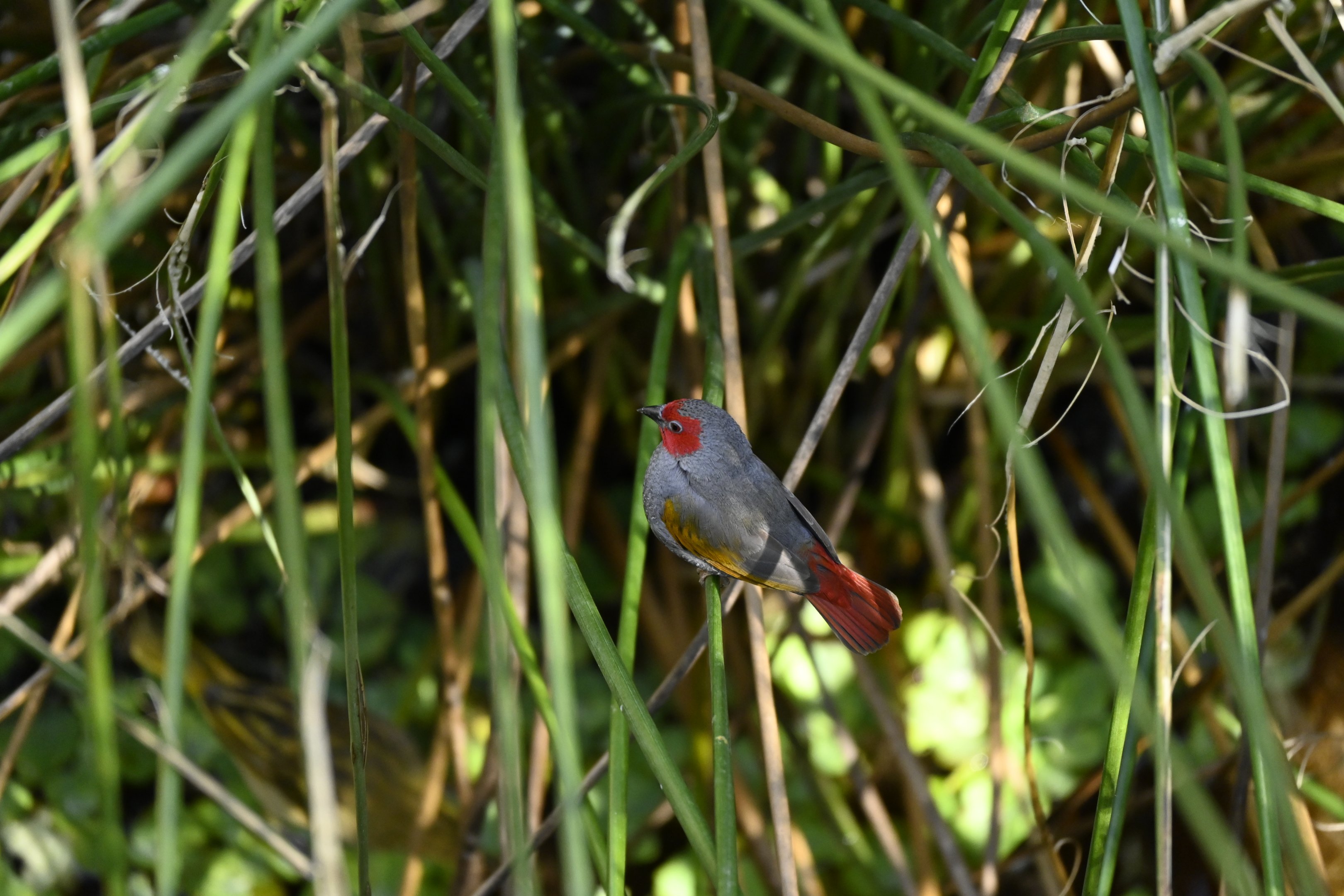 Yellow Winged Pytilia