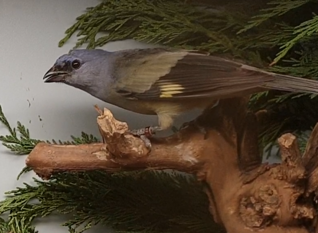 Yellow-winged tanager - Thraupis abbas