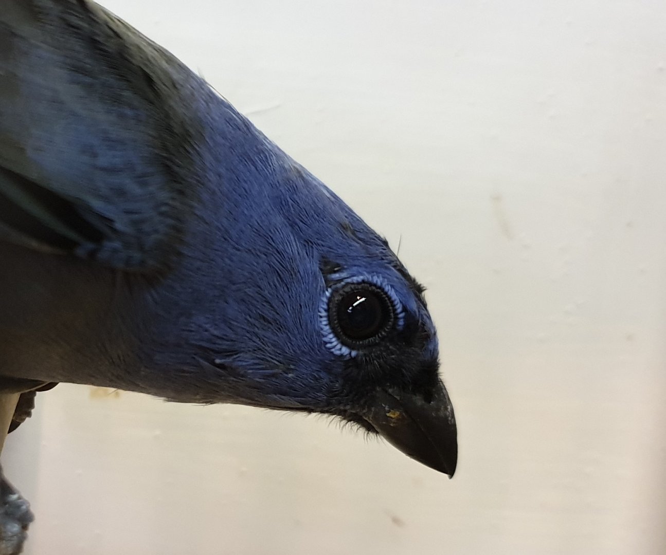 Yellow-winged tanager