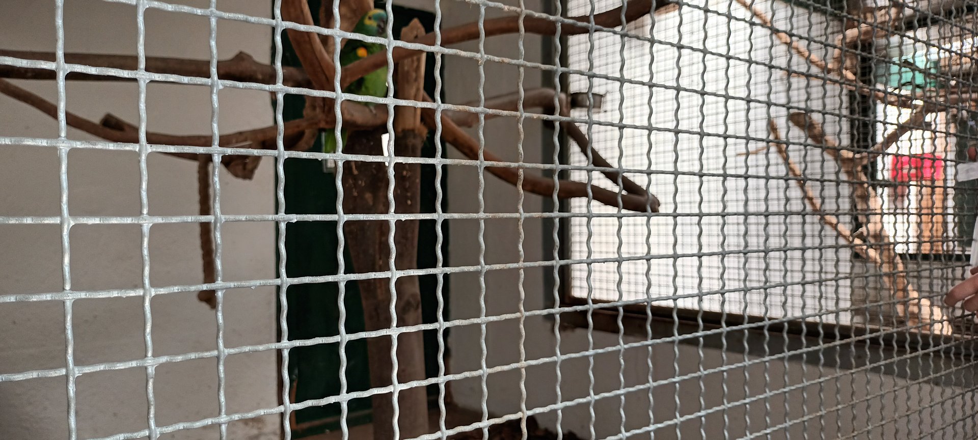 Yellow winged turquoise fronted Amazon Aviary